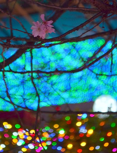 桜とクリスマスイルミネーション