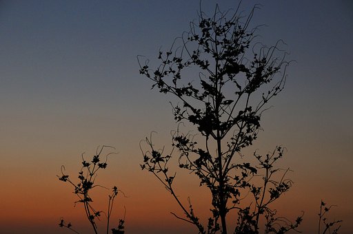 夜明けの枯れ草