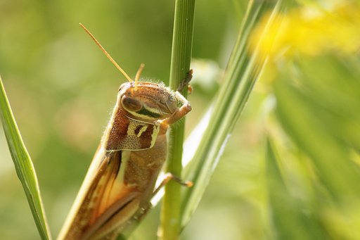 【いのち】成虫（おとな）になったツチイナゴ