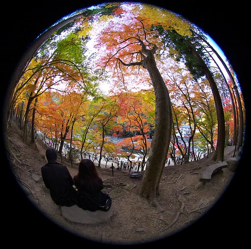 FEで紅葉見物
