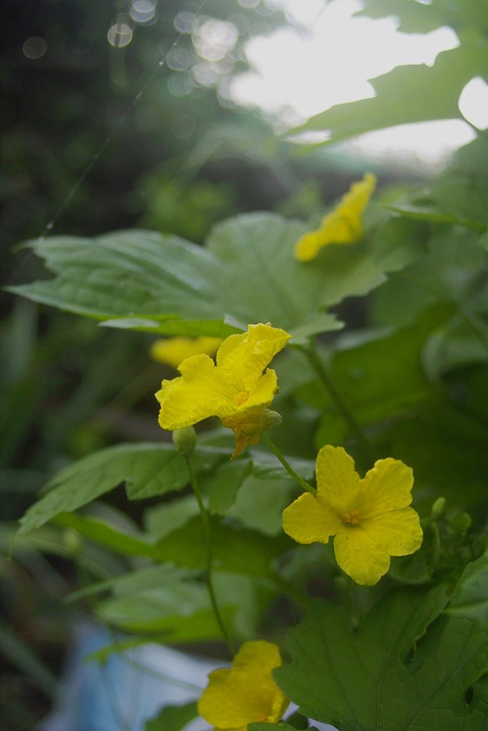 ゴーヤの花
