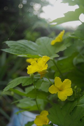 ゴーヤの花