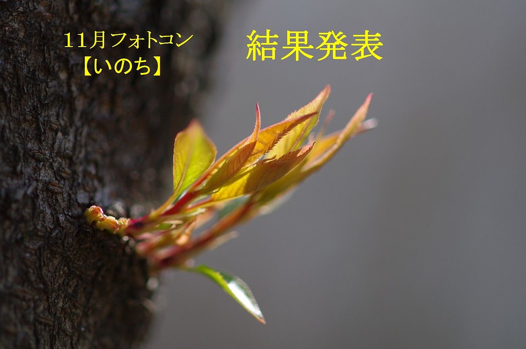 １１月フォトコン　結果発表