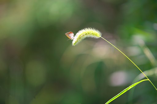 蝶
