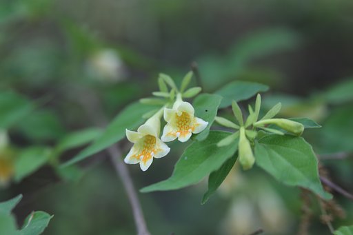 解らない花がもう一つ