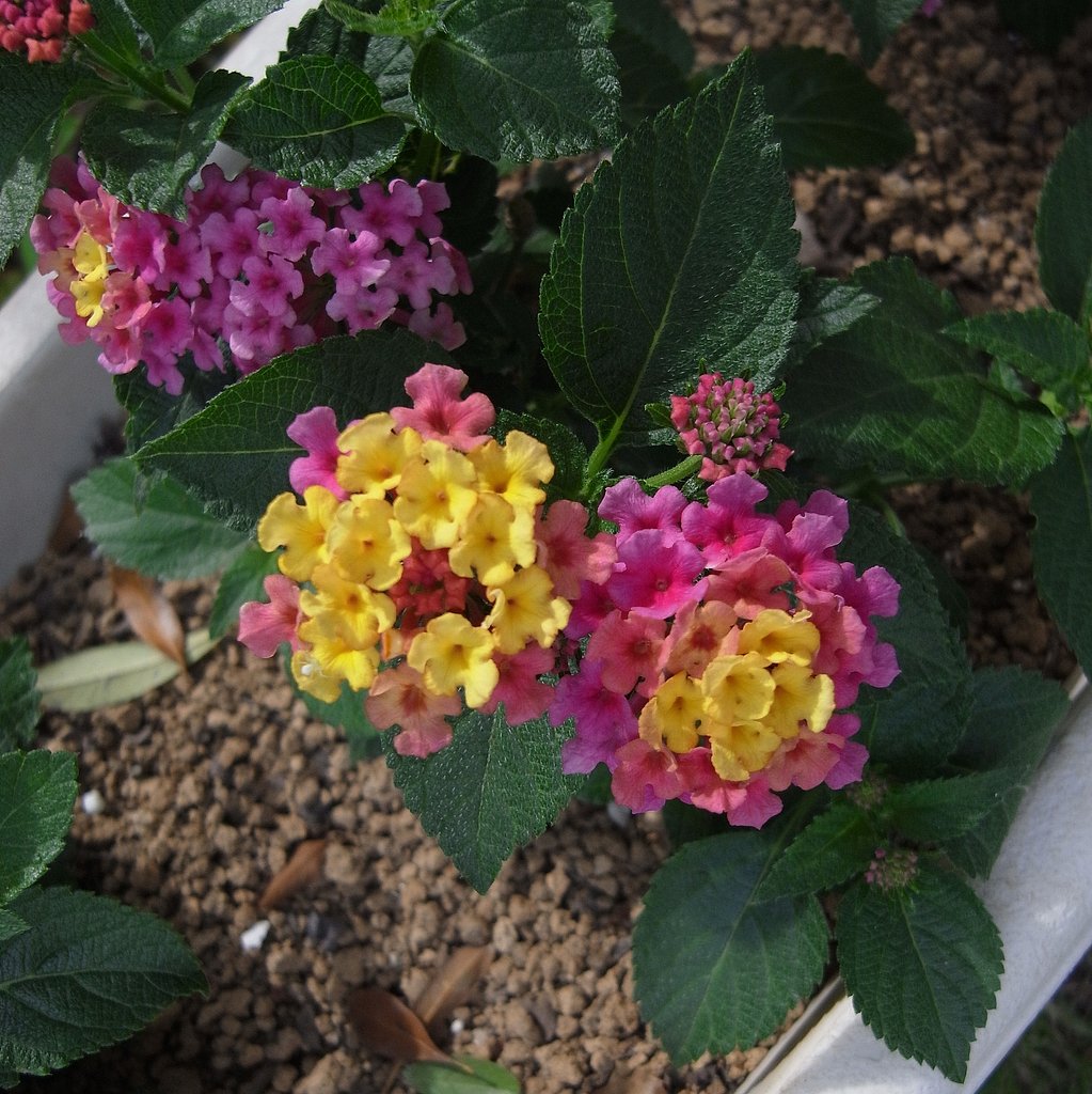 GXR　S10のテスト2 