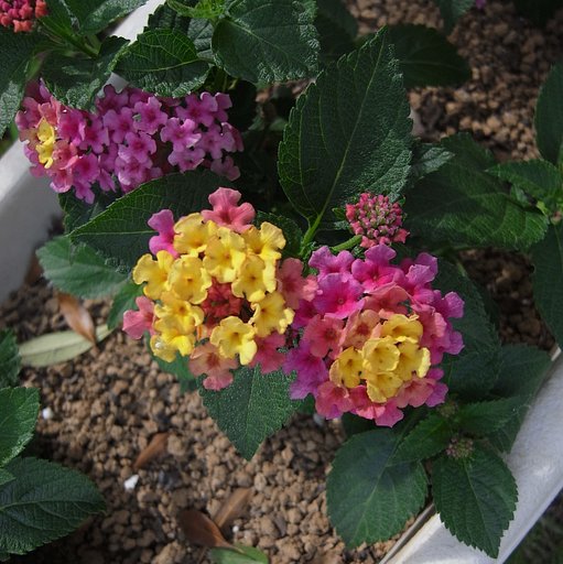 GXR　S10のテスト2 