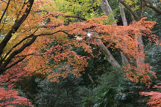大樹の森、晩秋にして