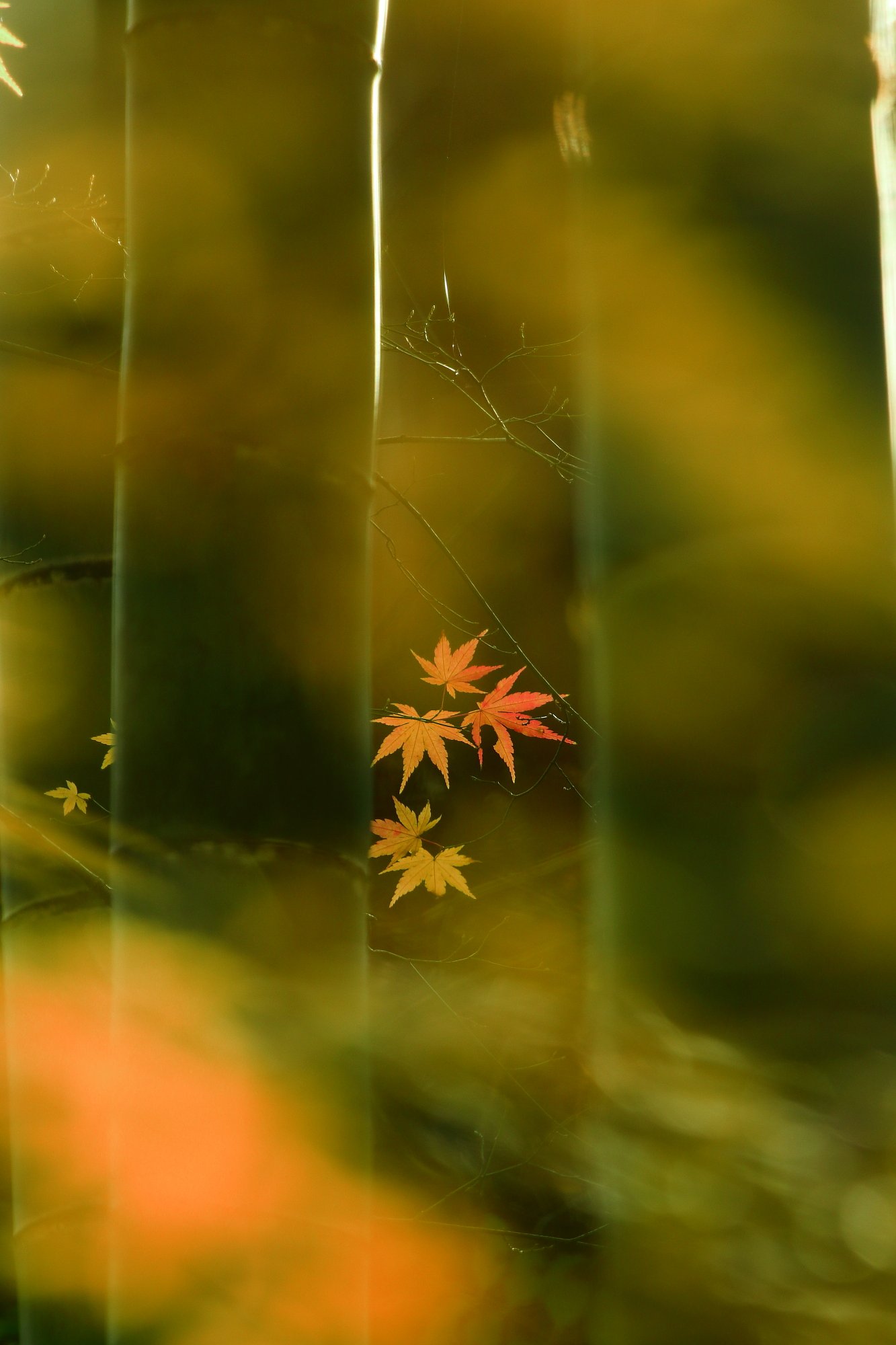 ゆめ紅葉