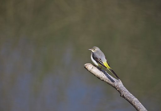 なかなかのハンサム