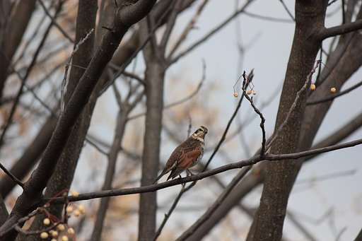 【師走】樹上からこんにちは