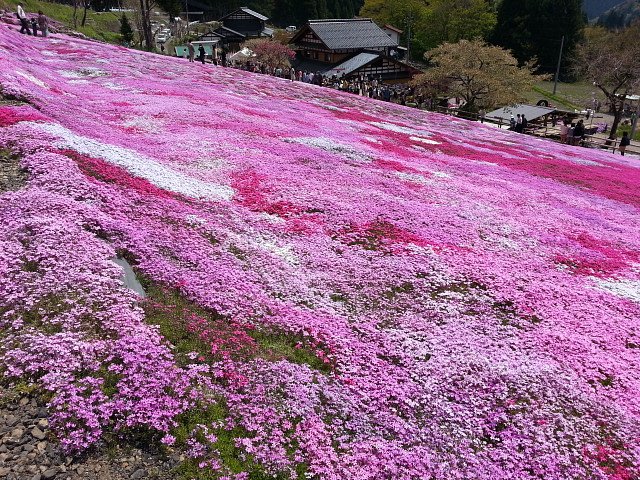 【５月】国田さんちの芝桜