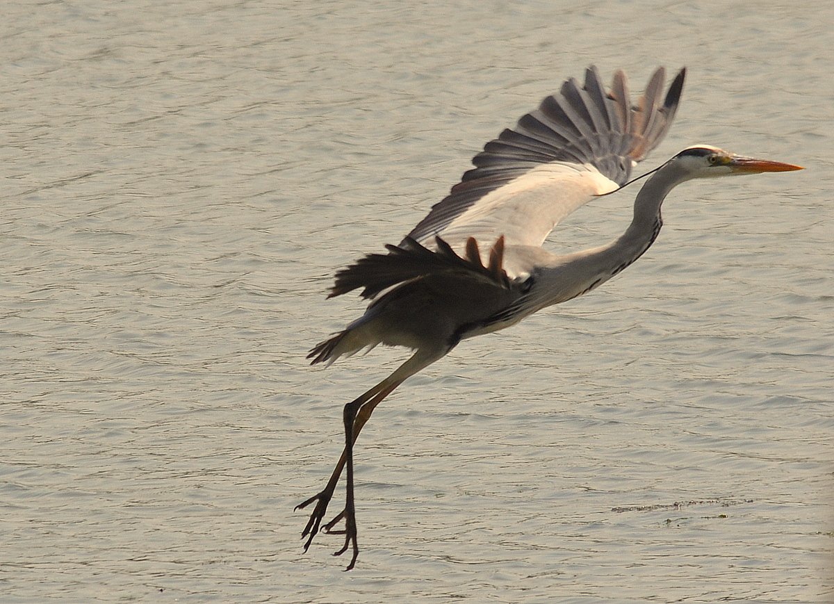 東京湾野鳥公園