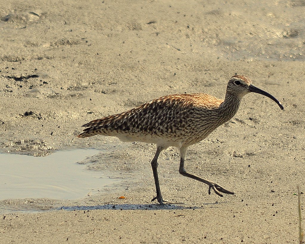 東京湾野鳥公園