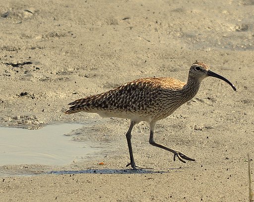 東京湾野鳥公園