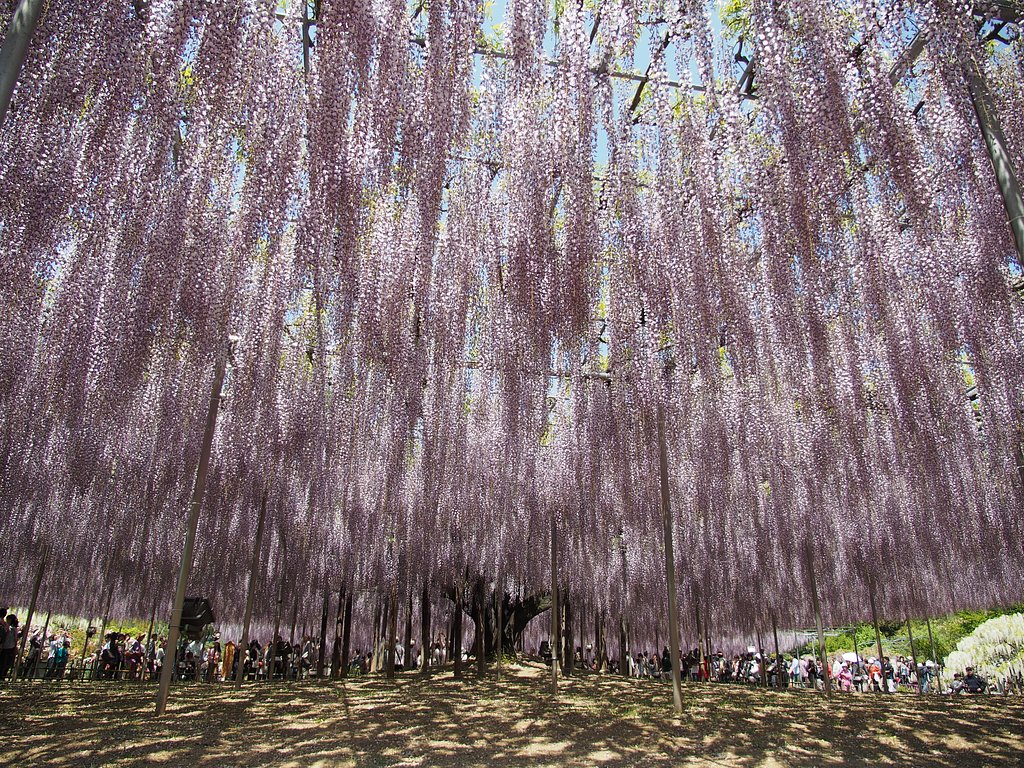 あしかがフラワーパークにて-その1