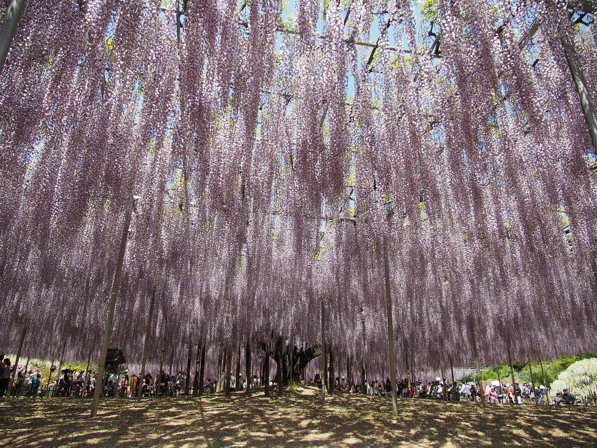 あしかがフラワーパークにて-その1