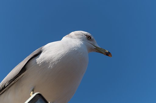 カモメ