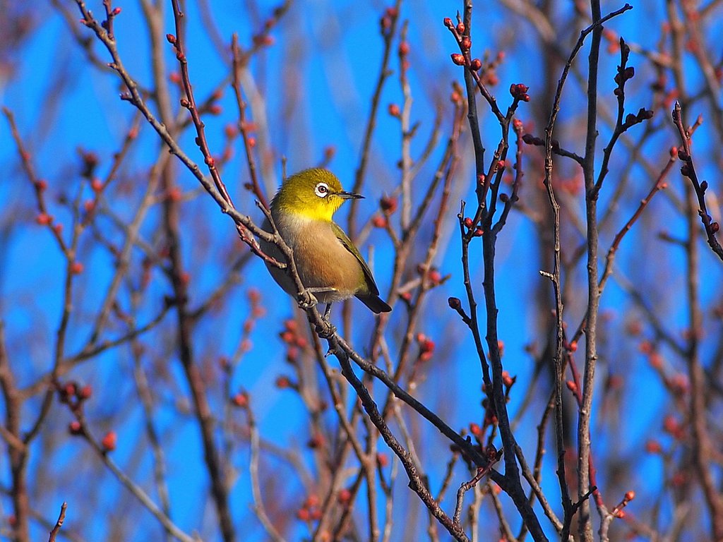 蕾たちの狭間に