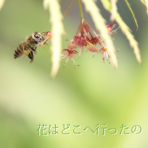 【第2回 この1曲】花はどこへ行ったの