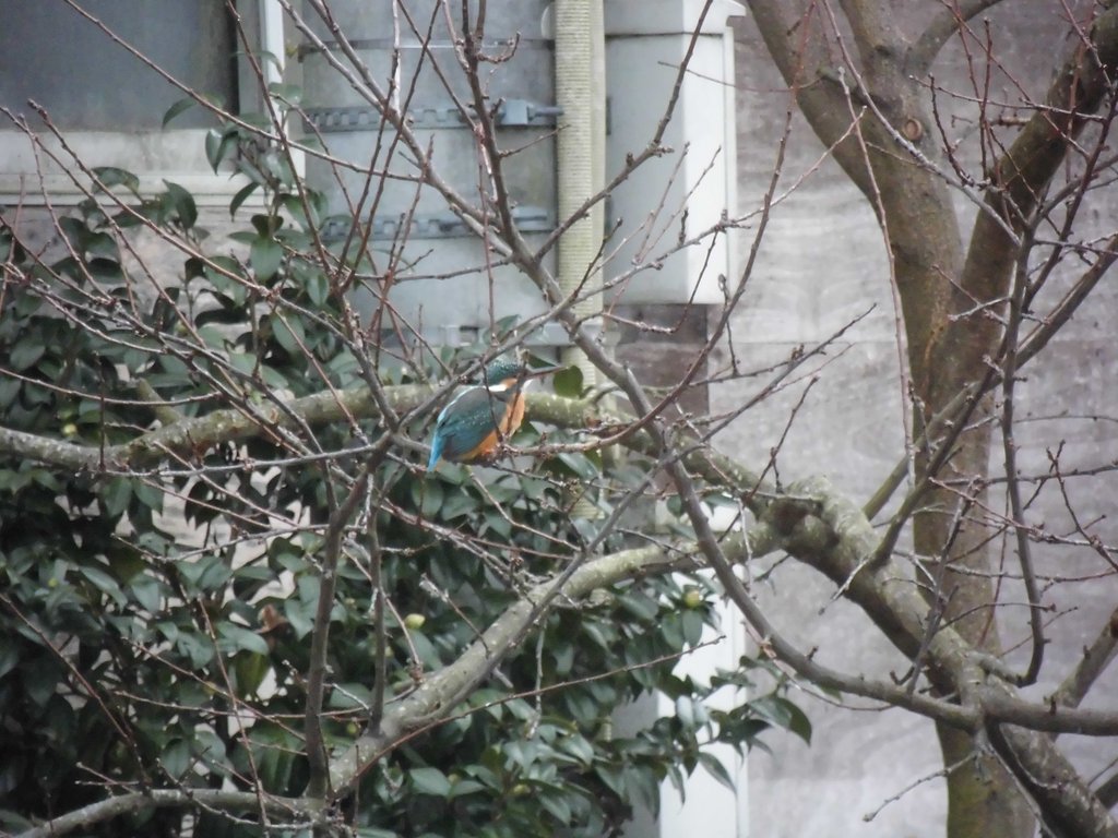 カワセミ