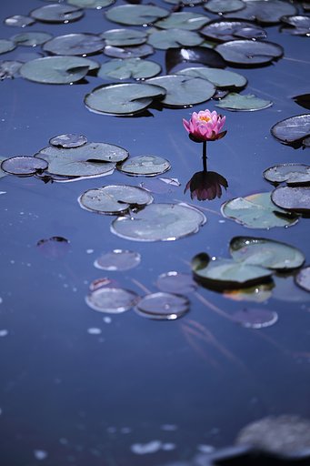 睡蓮開花