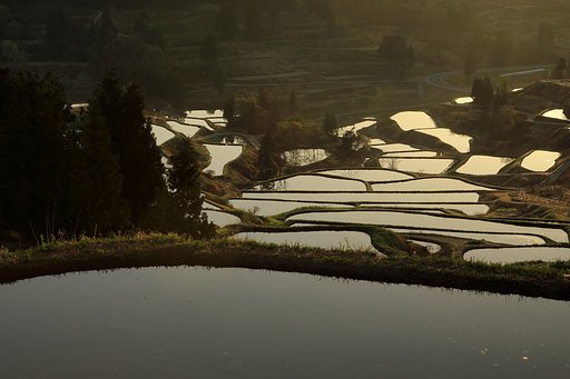 棚田の朝