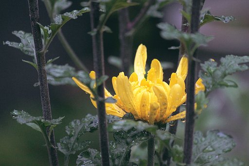 夏菊第一花