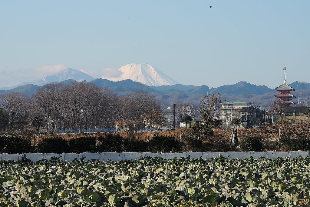 カラス