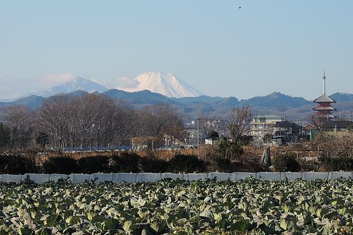 カラス