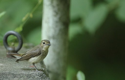 6月11日の写真
