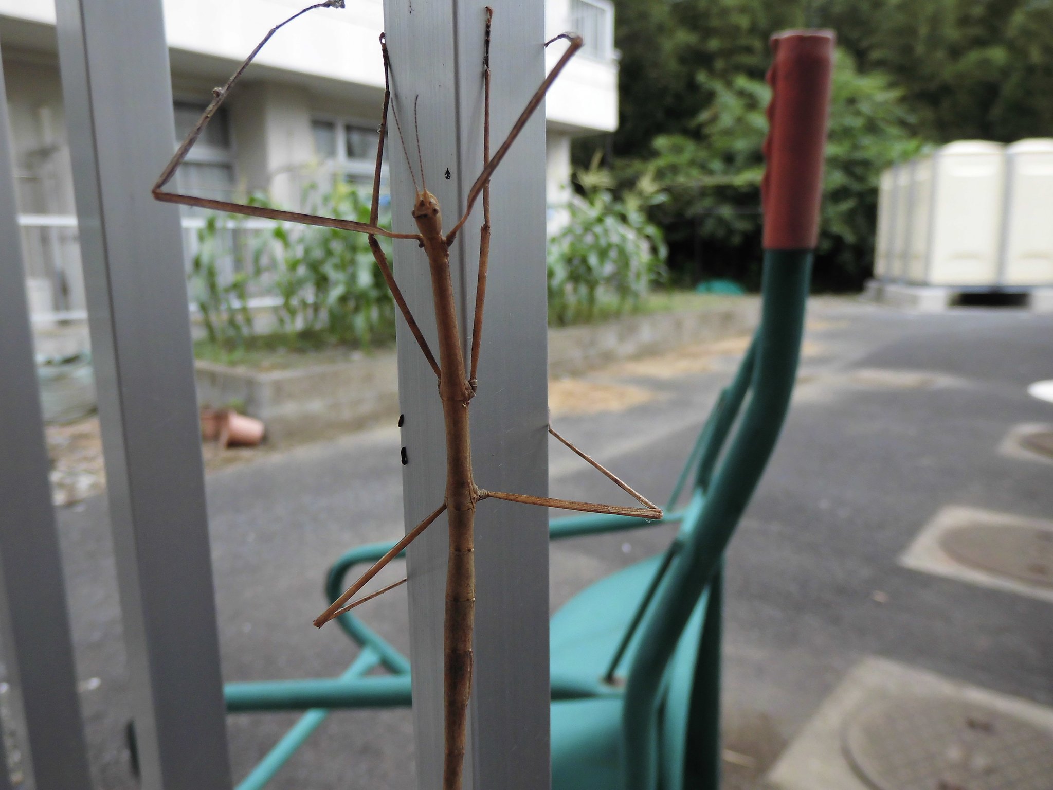 この虫なんですか？
