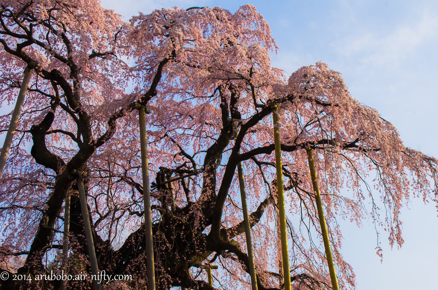 三春瀧桜 2013