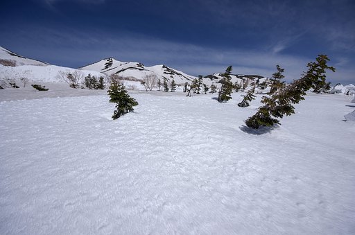 雪の上を散策