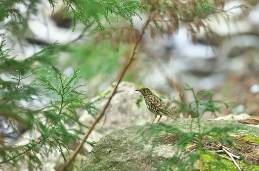 今季2度目のトラ・トラ・トラです