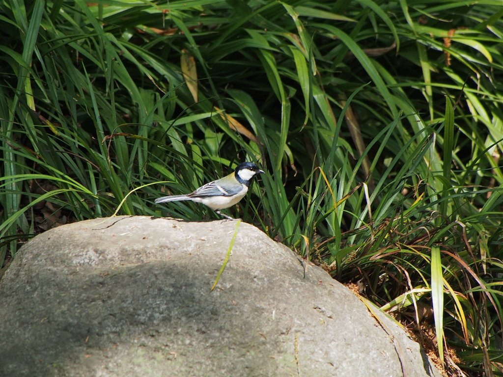 昼・シジュウカラ