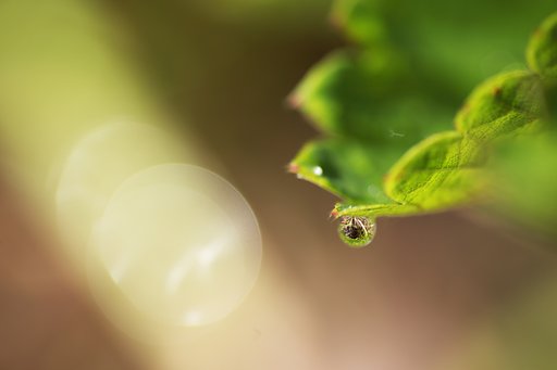 雨上がりの朝に