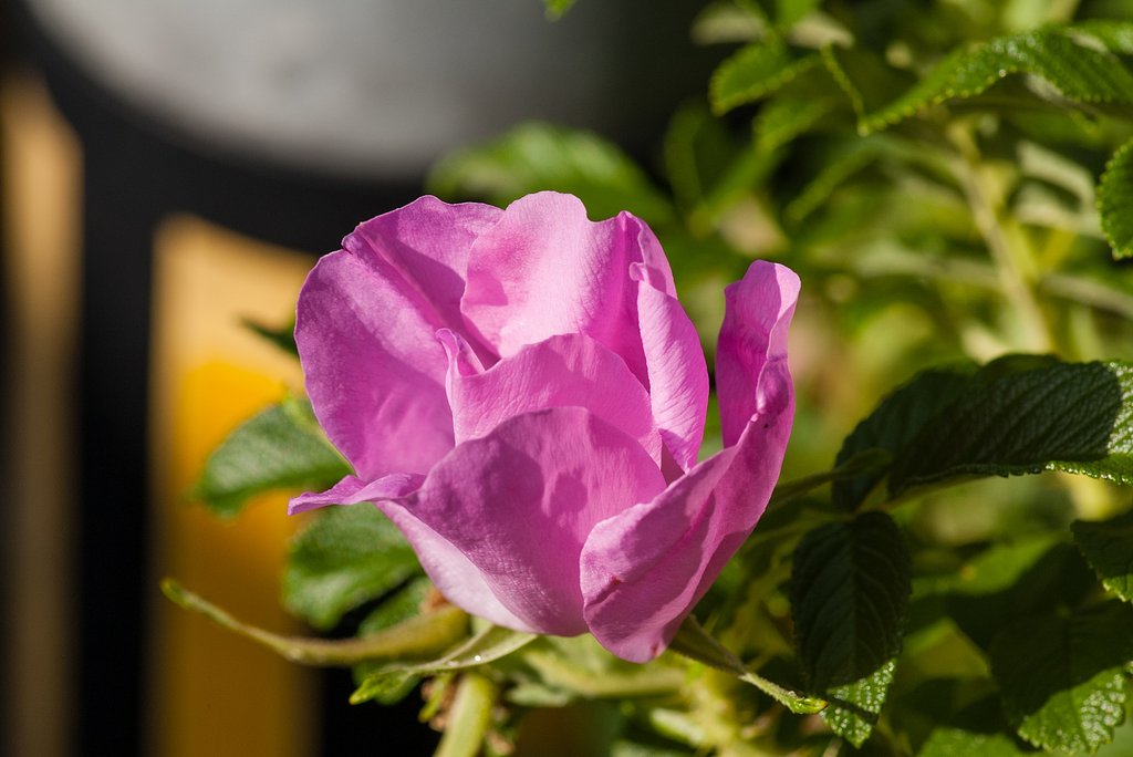 ハマナスの花。
