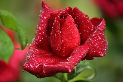 赤い薔薇