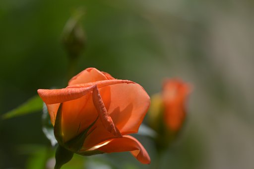 今年は咲きました。