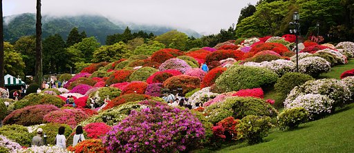 　「箱根のつつじ」