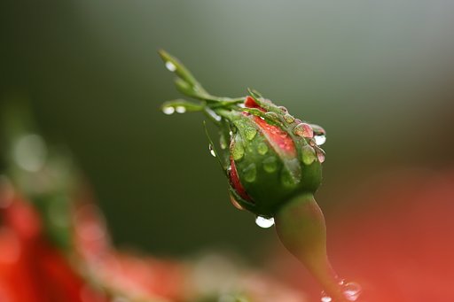 雨後の蕾