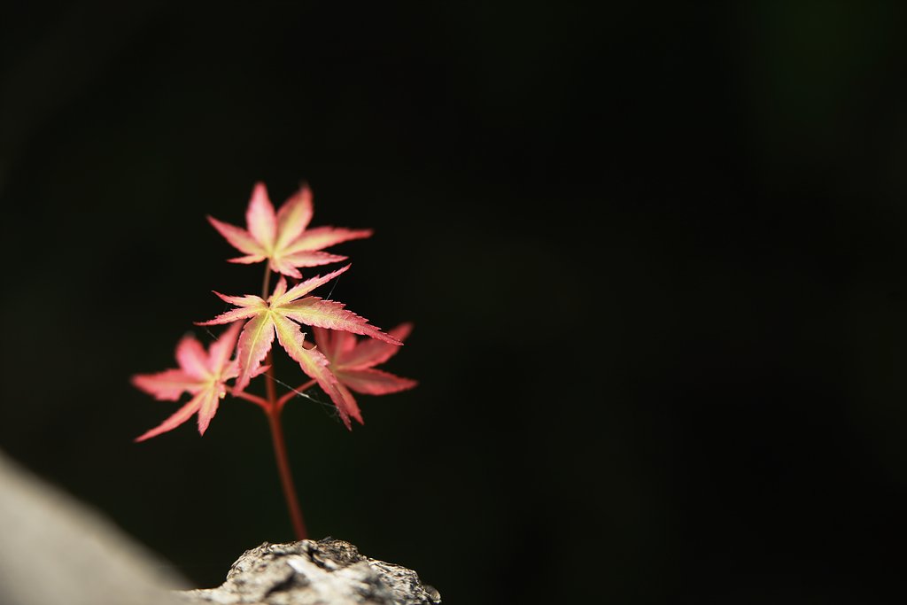 秋色若葉