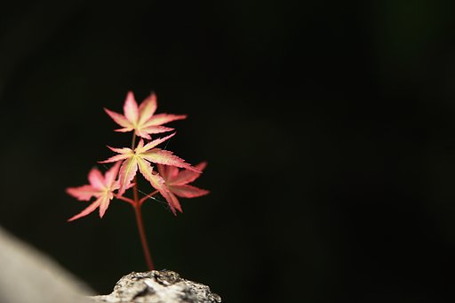 秋色若葉