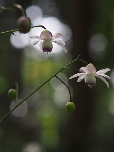 【夏】の楽しみ