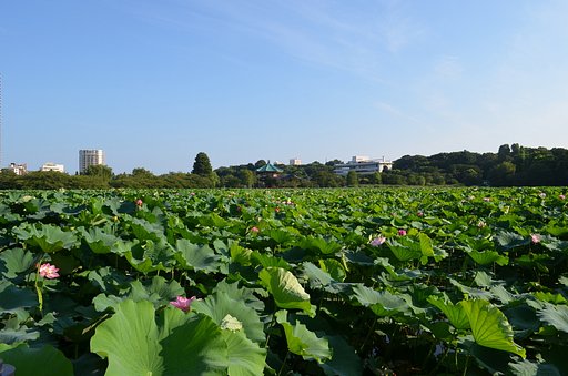 不忍池