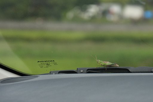 旅をしたイナゴ