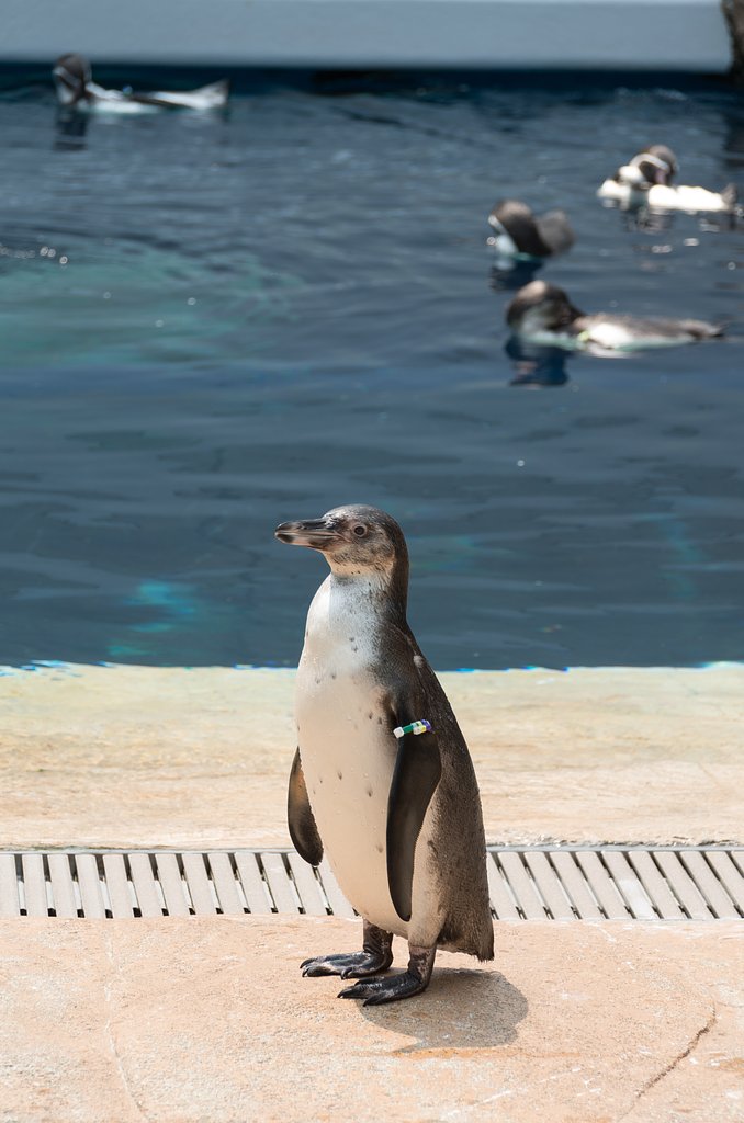 ペンギン