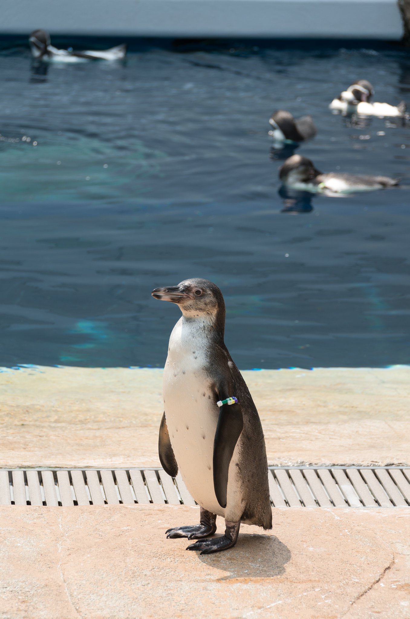 ペンギン