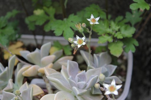 多肉の花とホソヒラタアブ